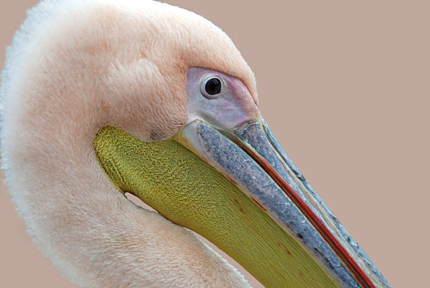 Side view of the pelican head.