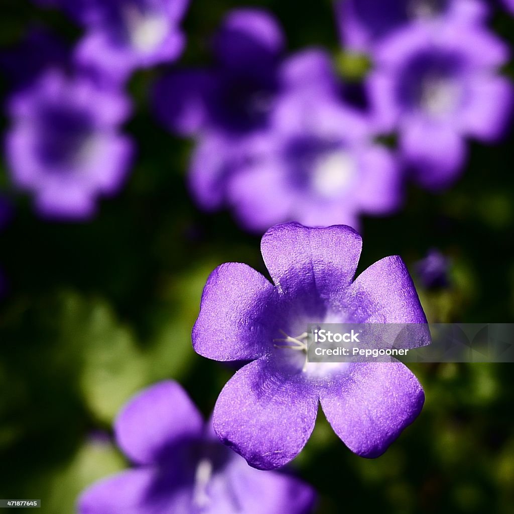 Campanula viola Fiore di campo - Foto stock royalty-free di Bellezza