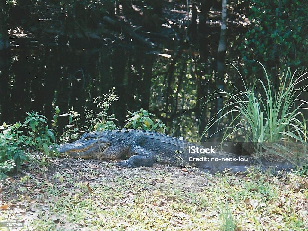 gator - Lizenzfrei Alligator Stock-Foto