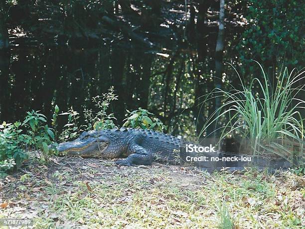 Gator Stockfoto und mehr Bilder von Alligator - Alligator, Florida - USA, Fotografie