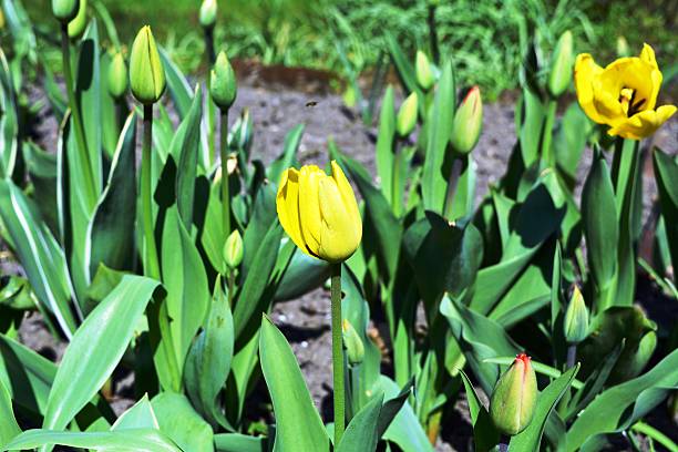 istock Beautiful yellow tulips on green background. 471878202