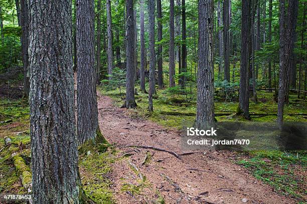 Weg Im Bäumen Stockfoto und mehr Bilder von Baum - Baum, Bildhintergrund, Fantasiewelt