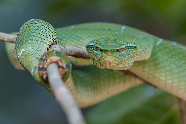 víbora víbora de hoyo - waglers temple viper fotografías e imágenes de stock