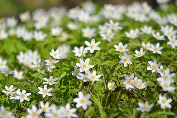 Anemone nemorosa Anemone nemorosa is an early-spring flowering plant in the genus Anemone. Macro photo wildwood windflower stock pictures, royalty-free photos & images