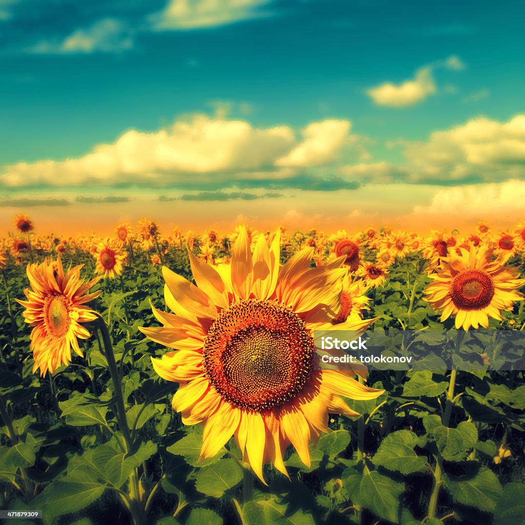 Sunflowers under the blue sky. beautiful rural scene Agricultural Field Stock Photo