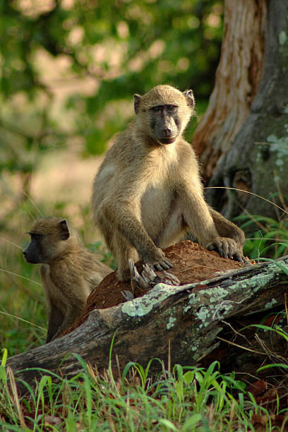 istock Baboons at Kruger Nationalpark, South Africa 471879483