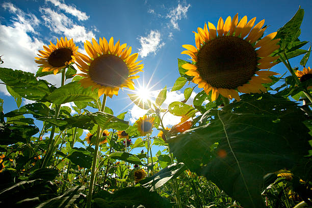 Tournesols - Photo