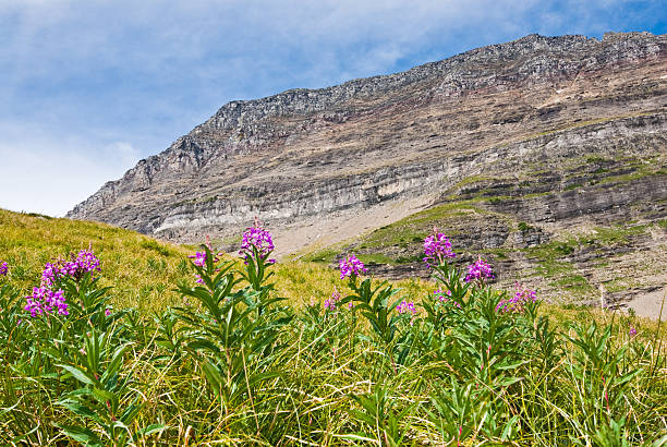 Meadow of Fireweed Below the Continental Divide The Continental Divide is the principal hydrological divide of the Americas. The Continental Divide extends along the Rocky Mountains and Andes, and separates the watersheds that drain into the Pacific Ocean from those that drain into the Atlantic Ocean, Gulf of Mexico and the Caribbean Sea. This meadow of fireweed was below the Continental Divide near Logan Pass in Glacier National Park, Montana, USA. jeff goulden glacier national park stock pictures, royalty-free photos & images