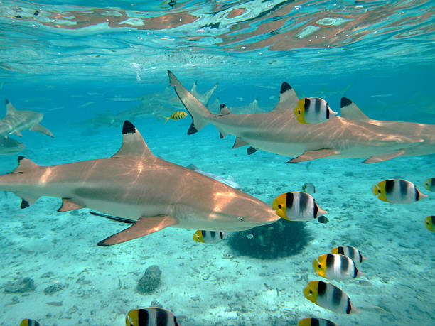 istock Scuba diving with sharks 471880469