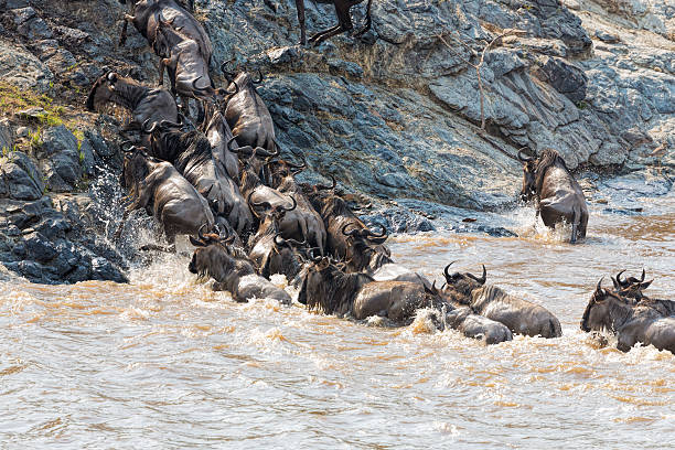 istock incredible fighting for survival - Great wildebeest migration in Kenya 471880553