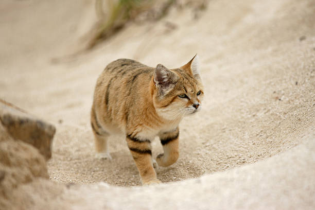 Arabian sand cat, Felis margarita harrisoni on sand