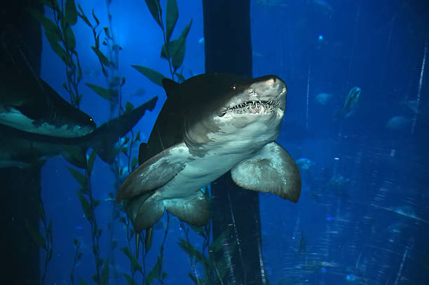 istock Big shark in the aquarium, close-up, natural light 471880965