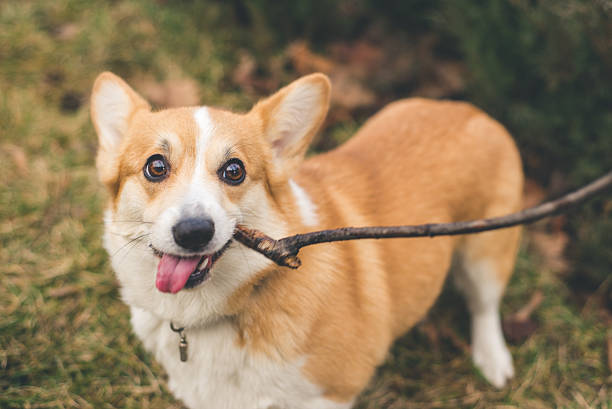 istock Pembroke Welsh Corgi making funny face 471881258