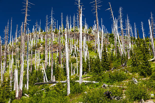 The sun-bleached tree trunks that still remain standing from the 1980 eruption of Mount St. Helens in Washington state.