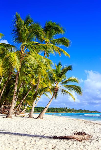 Caribbean beach in Dominican Republic stock photo