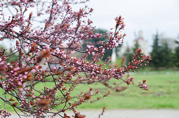 istock Beautiful flowering Japanese cherry - Sakura 471882064