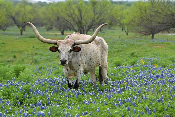 istock Longhorn in the Texas Bluebonnets 471882296