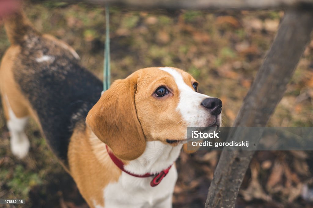 Dog Beagle Young Beagle posing outdoors 2015 Stock Photo