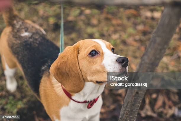 Dog Beagle Stock Photo - Download Image Now - 2015, Animal, Animal Nose
