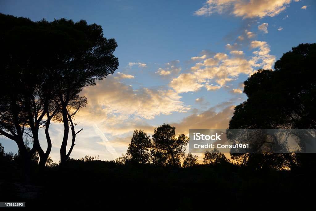 Retroiluminación - Foto de stock de Aire libre libre de derechos