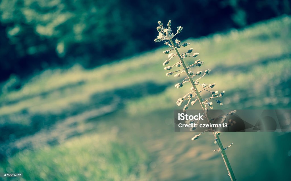 Forest pond Vintage style small pond in the middle of forest 2015 Stock Photo