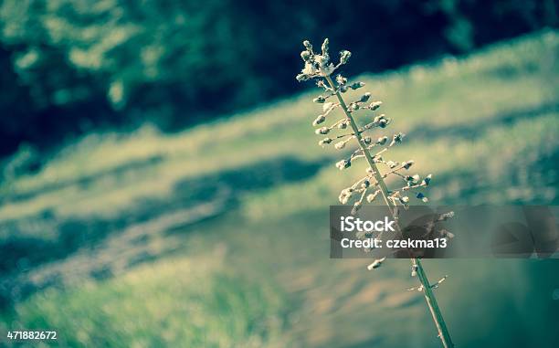 Forest Pond Stock Photo - Download Image Now - 2015, Beauty, Beauty In Nature