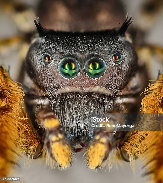 Small Black And Yellow Jumping Spider Macro Stock Photo - Download Image Now - Animal Body Part, Animal Eye, Animal Hair