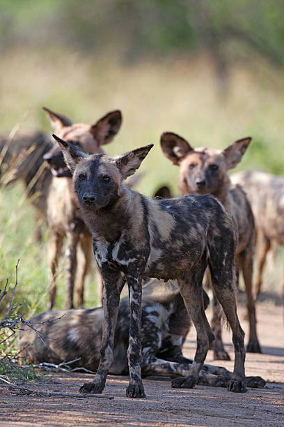 istock Wild Dogs in Kruger National Park 471882832