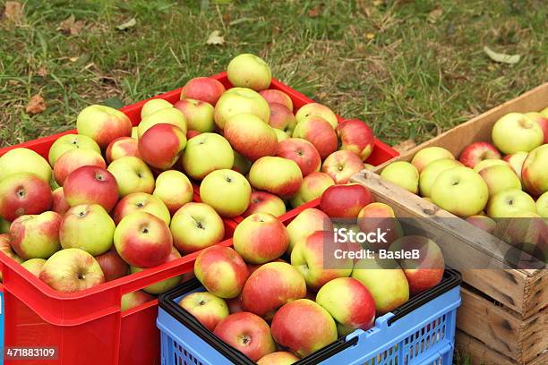 Bio Äpfel Im Obstgarten Stockfoto und mehr Bilder von Apfel - Apfel, Apfelbaum, Entwicklung