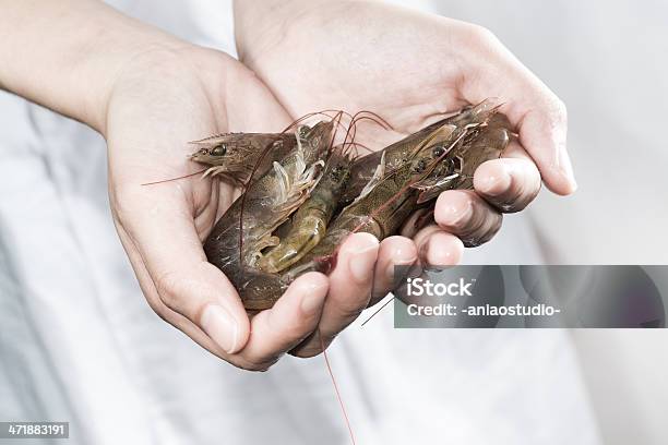 Gamberetti Freschi A Portata Di Mano - Fotografie stock e altre immagini di Acquacoltura - Acquacoltura, Affari, Affari finanza e industria