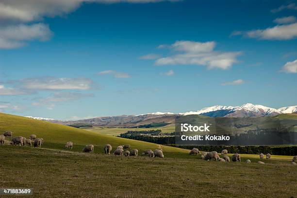 Ovelhas Perto De Pastagem Coberto De Neve Montanhas Canterbury Na Nova Zelândia - Fotografias de stock e mais imagens de Agricultura