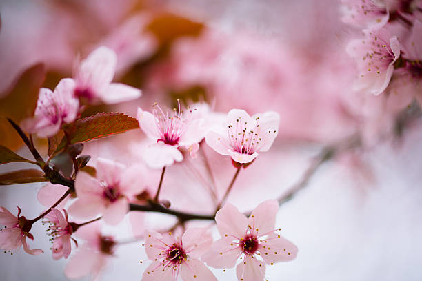 istock Cerry blossom 471883792