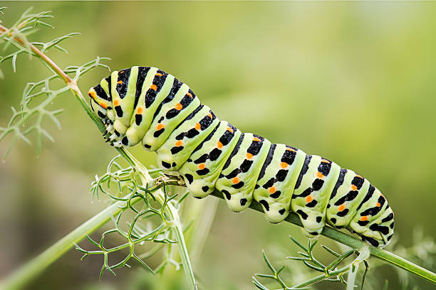 istock worm butterfly Papilio Machaon 471884118