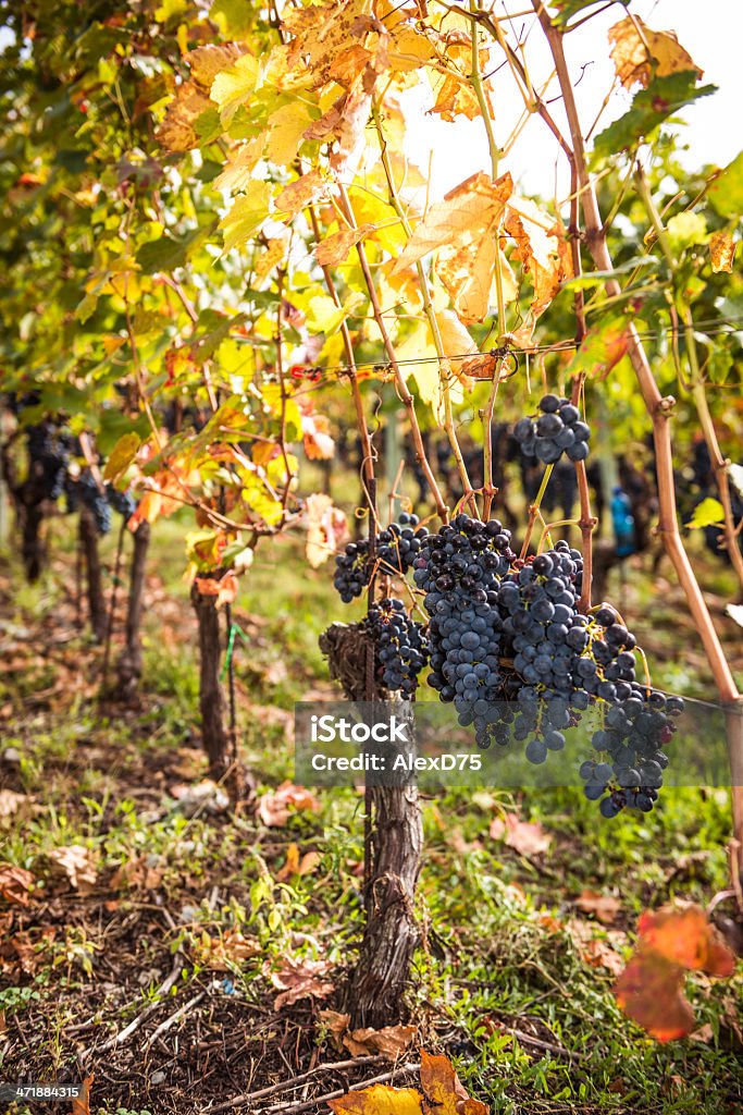 Rote Weintrauben am Weinstock - Lizenzfrei Agrarbetrieb Stock-Foto