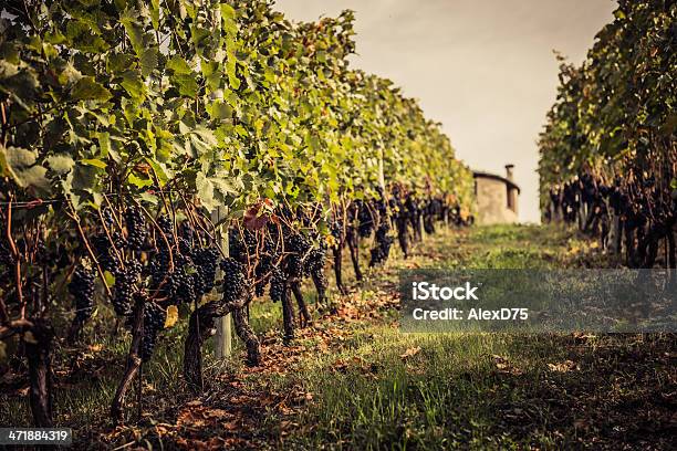 赤ブドウにヴァイン - つる草のストックフォトや画像を多数ご用意 - つる草, みずみずしい, イタリア
