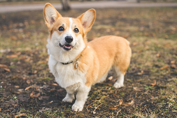 pembroke welsh corgi - pembroke welsh corgi imagens e fotografias de stock