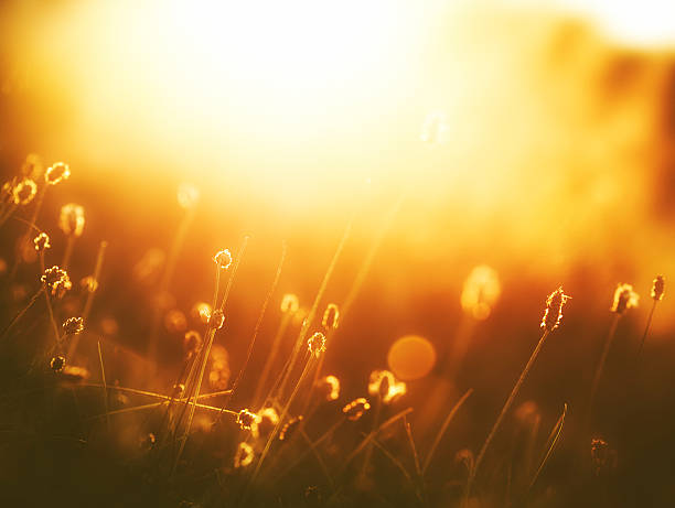 istock wildflowers in meadow during sunrise 471884629