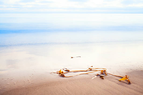 해초 해변 - california encinitas beauty in nature blue 뉴스 사진 이미지