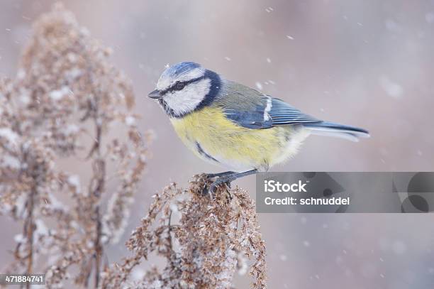 푸른박새 In Wintertime 갈색에 대한 스톡 사진 및 기타 이미지 - 갈색, 겨울, 균형