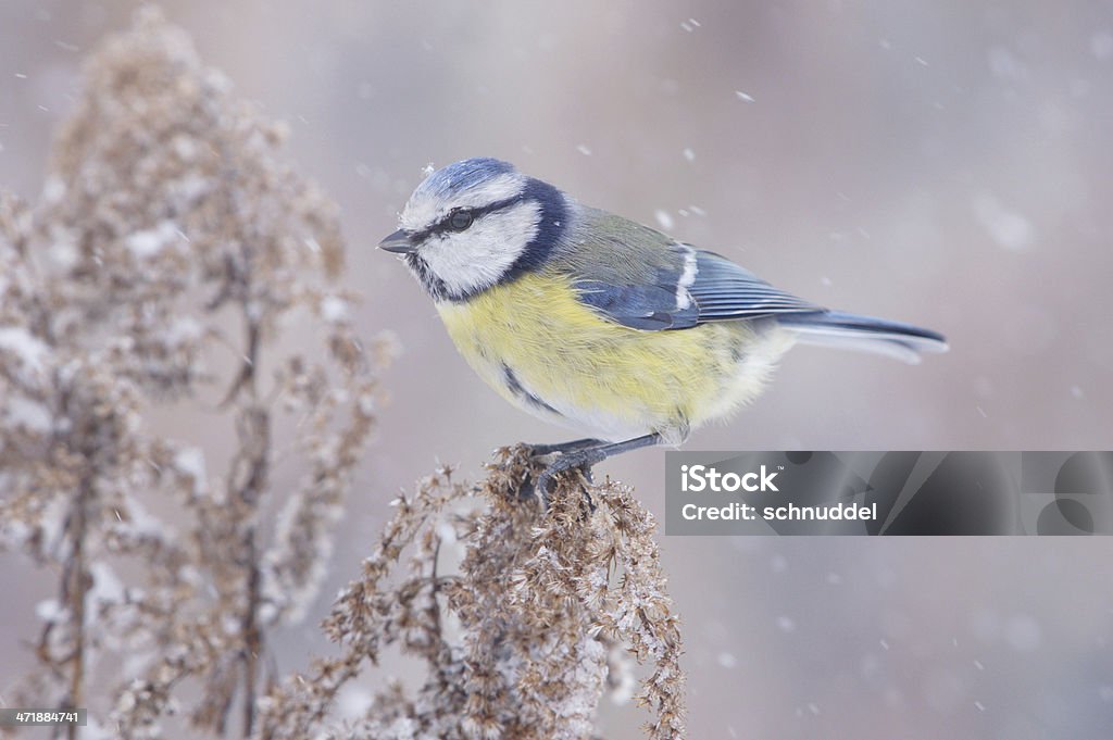 Chapim-azul na wintertime - Royalty-free A nevar Foto de stock