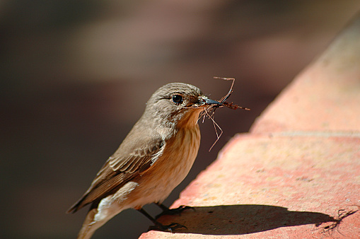 little sparrow builds its nest