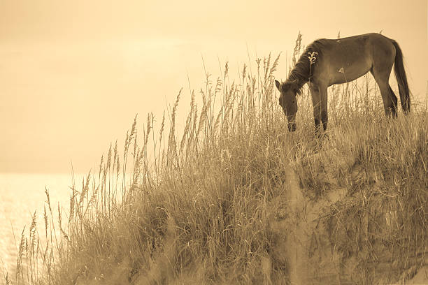 istock Wild Horse on the Outer Banks 471885153
