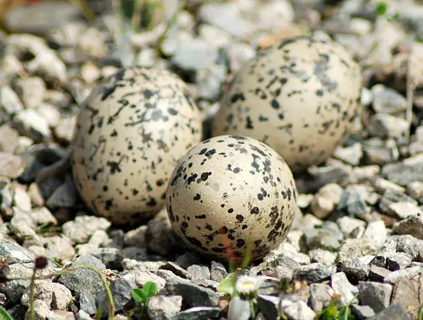A clutch of 3 eggs, laid on bare scrub and rock. Oyster Catchers traditionally nest in the margins close to the shore line but may be found further inland. Despite good colouration and camouflage, they suffer high rates of predation.