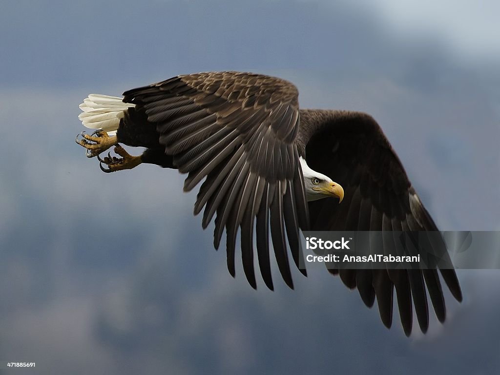 Hunting Raptor A photo i managed to take of a bald eagle seconds before hunting down it's prey Animals Hunting Stock Photo