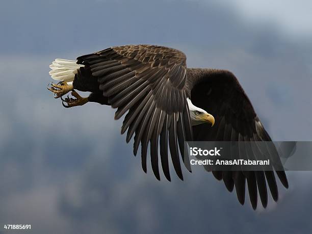 Hunting Raptor Stock Photo - Download Image Now - Animals Hunting, Bird, Bird of Prey