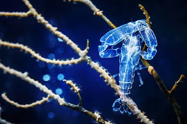 The decapod Pontonia pinnophylax, is a small crustacean living in symbiosis inside the pen shell Pinna nobilis mussels in Mediterranean sea. Here free in a fish tank holding on a gorgonian coral