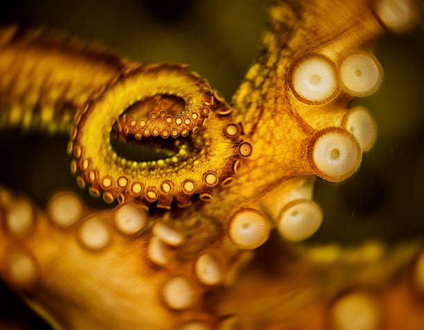 polvo tentacular espiral de vórtice no abismo - tentacular imagens e fotografias de stock