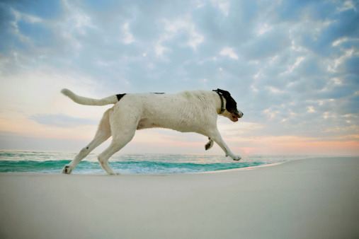 Mixed breed dog running on the beach.