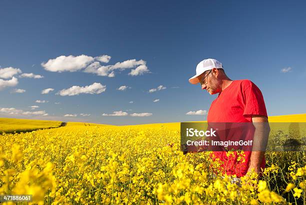 Agricoltore In Canola - Fotografie stock e altre immagini di Canola - Canola, Canada, Campo