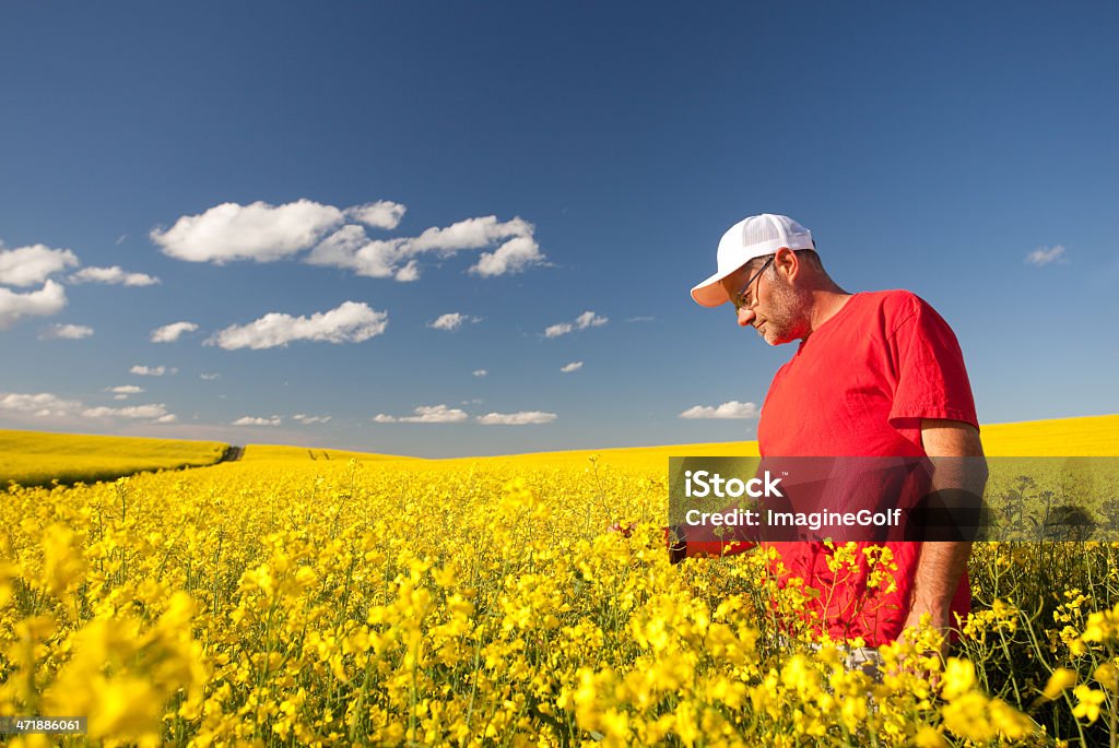 Agricultor de Canola - Foto de stock de Canola royalty-free